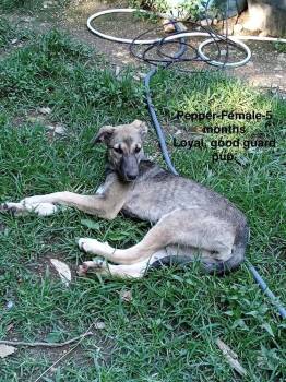 Poor Babies : Tammy -  Anatolian Shepherd and Mixed Breed Dog for Adoption in Aurora, Indiana - Poor Babies : Tammy | PetCurious