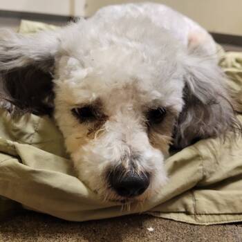 Rescue Poodle Dogs for Adoption in Sonoma, California - Poncho | PetCurious