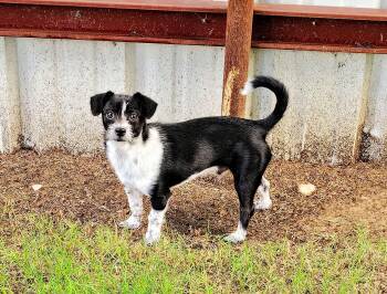 Pocket -  Terrier and Dachshund Dog for Adoption in Mingus, Texas - Pocket | PetCurious
