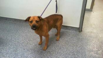CIDER -  Mixed Breed Dog for Adoption in Charlotte, North Carolina - CIDER | PetCurious