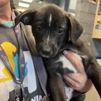 Australian Cattle Dog Blue Heeler and Retriever Dogs Available for Adoption - Lyric | PetCurious