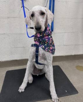 Skipper -  Goldendoodle Dog for Adoption in Willingboro, New Jersey - Skipper | PetCurious