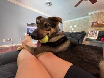 Brando, the sweet Shepherd mix -  German Shepherd Dog Dog for Adoption in Houston, Texas - Brando, The Sweet Shepherd Mix | PetCurious