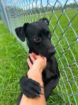 Velvet -  Whippet and Mixed Breed Dog for Adoption in New Bern, North Carolina - Velvet | PetCurious