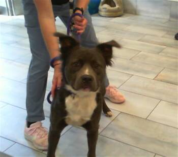 BOLT -  Pit Bull Terrier Dog for Adoption in Charlotte, North Carolina - BOLT | PetCurious
