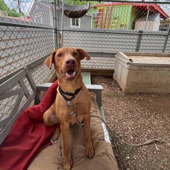 Minnie -  Yellow Labrador Retriever Dog for Adoption in Austin, Texas - Minnie | PetCurious