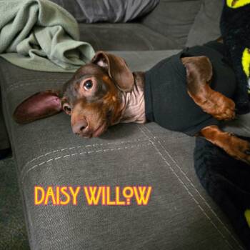 Daisy Willow -  Dachshund Dog for Adoption in San Antonio, Texas - Daisy Willow | PetCurious