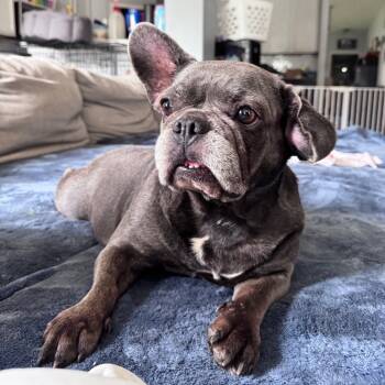 Rescue French Bulldog Dogs for Adoption in Houston, Texas - Pickles | PetCurious