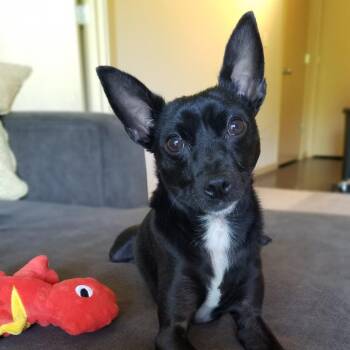 Henry -  Chihuahua Dog for Adoption in Corvallis, Oregon - Henry | PetCurious