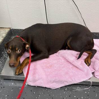 Star 4520 -  Mixed Breed Dog for Adoption in Loxahatchee Groves, Florida - Star 4520 | PetCurious