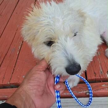 ABIGALE -  Terrier Dog for Adoption in Waterford, New Jersey - ABIGALE | PetCurious