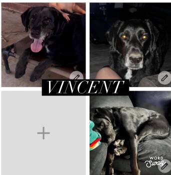 Vincent -  English Springer Spaniel Dog for Adoption in New Braunfels, Texas - Vincent | PetCurious
