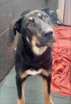 Dante -  Mixed Breed Dog for Adoption in Nashville, Tennessee - Dante | PetCurious