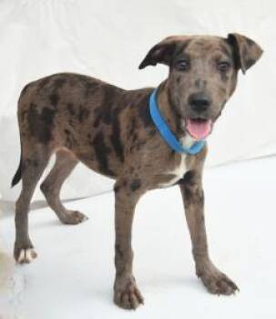 Luke -  Catahoula Leopard Dog and Mixed Breed Dog for Adoption in Kansas City, Missouri - Luke | PetCurious
