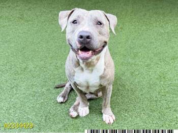 GERTRUDE -  Mixed Breed Dog Available for Adoption in West Palm Beach, Florida - GERTRUDE | PetCurious
