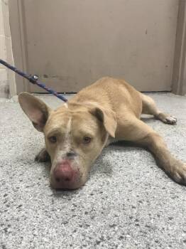 ERNIE -  Pit Bull Terrier and Mixed Breed Dog for Adoption in Conroe, Texas - ERNIE | PetCurious