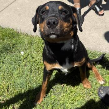 Rottweiler and Mixed Breed Dogs Available for Adoption in East St. Louis, Illinois - Drambuie | PetCurious
