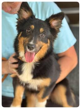Mimsy -  Corgi Dog for Adoption in Meherrin, Virginia - Mimsy | PetCurious