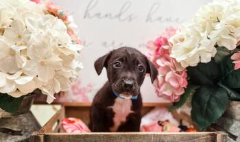 Labrador Retriever Dogs Available for Adoption in Newberg, Oregon - Birman | PetCurious