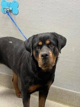 ROSETTA -  Rottweiler Dog for Adoption in Las Vegas, Nevada - ROSETTA | PetCurious