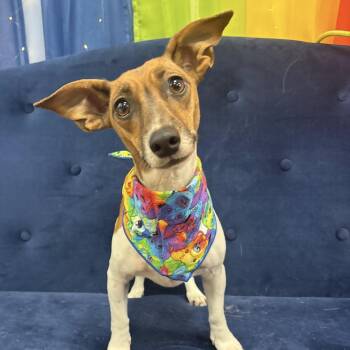 Rosie -  Dachshund and Jack Russell Terrier Dog for Adoption - Rosie | PetCurious