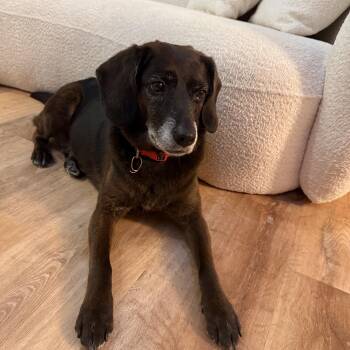 Luna-Courtesy Post-Not an LELRR dog -  Labrador Retriever and Dachshund Dog for Adoption in Medina, Ohio - Luna-Courtesy Post-Not An LELRR Dog | PetCurious