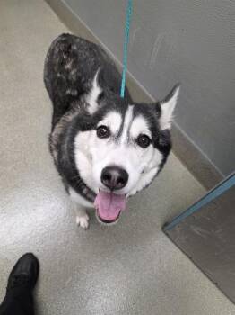 PEARL -  Siberian Husky Dog for Adoption in Las Vegas, Nevada - PEARL | PetCurious