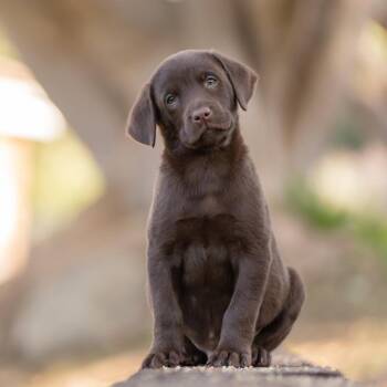 Huckleberry Finn Pup - Papp -  Labrador Retriever Dog for Adoption in San Diego, California - Huckleberry Finn Pup - Papp | PetCurious