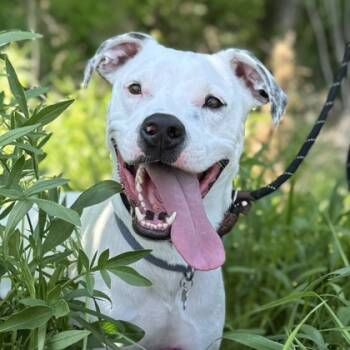 Rescue Hound and Mixed Breed Dogs for Adoption in Atlanta, Georgia - Buck | PetCurious