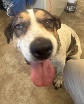 Nova -  Mixed Breed Dog for Adoption in Springfield, Ohio - Nova | PetCurious