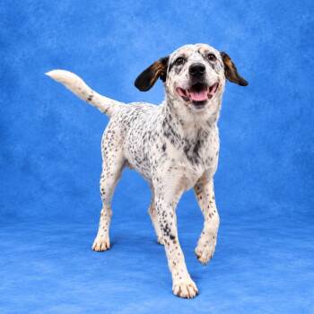 Pepper -  Australian Cattle Dog Blue Heeler Dog for Adoption in Heber Springs, Arkansas - Pepper | PetCurious