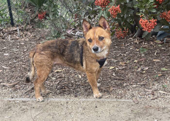 Rescue Shiba Inu Dogs for Adoption in San Gabriel, California - Baby | PetCurious