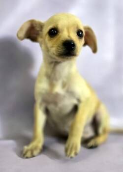 Chihuahua and Mixed Breed Dogs Available for Adoption in Morton Grove, Illinois - Gidget | PetCurious