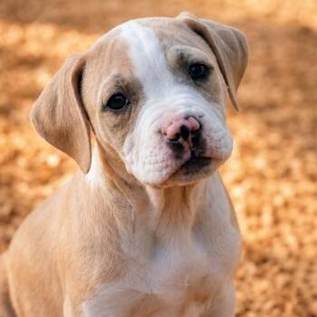 Isabella -  Boxer Dog for Adoption in Batesville, Arkansas - Isabella | PetCurious