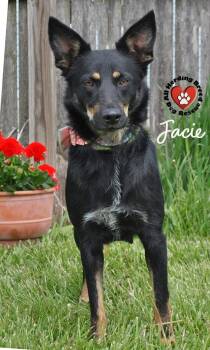 Australian Kelpie Dogs Available for Adoption in Joliet, Illinois - Jacie | PetCurious