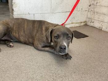 Rescue Pit Bull Terrier Dogs for Adoption in San Bernardino, California - OLIVIA | PetCurious