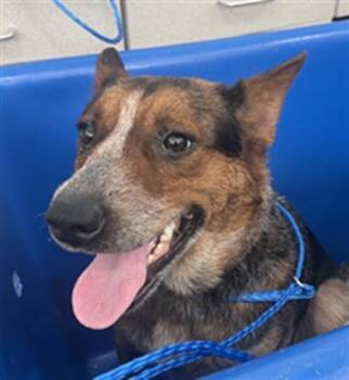 ROXI -  Mixed Breed Dog for Adoption in Dallas, Texas - ROXI | PetCurious
