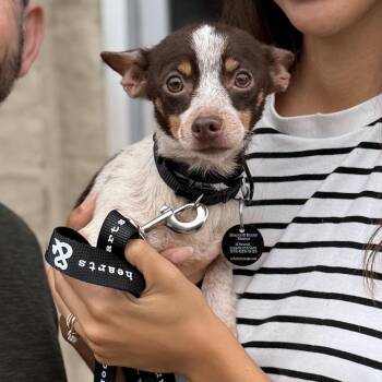 Girly -  Chihuahua Dog for Adoption in New York, New York - Girly | PetCurious