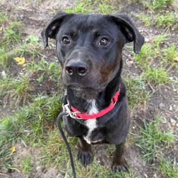 Moose -  Labrador Retriever and Mixed Breed Dog for Adoption in Grand Rapids, Michigan - Moose | PetCurious