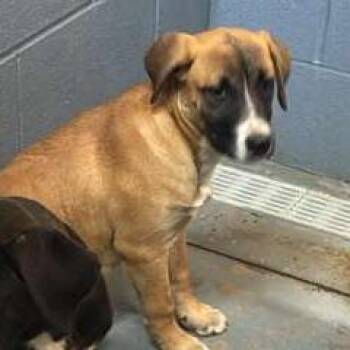 Mixed Breed Dogs Available for Adoption in Gadsden, Alabama - Jules | PetCurious