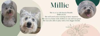 Millie -  Aussiedoodle Dog Available for Adoption in Tama, Iowa - Millie | PetCurious