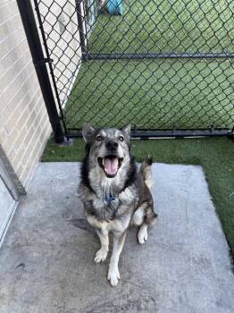 Mixed Breed Dogs Available for Adoption in Dallas, Texas - CODI | PetCurious