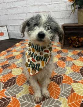 Rescue Jack Russell Terrier and Mixed Breed Dogs for Adoption in Oxford, Michigan - Petey | PetCurious