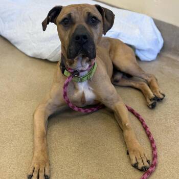 Pit Bull Terrier Dogs Available for Adoption in Eatontown, New Jersey - Gator | PetCurious