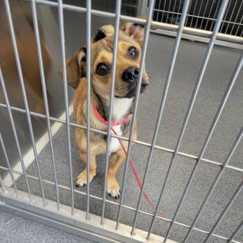 Sara -  Terrier and Chihuahua Dog for Adoption in Montgomery, Alabama - Sara | PetCurious