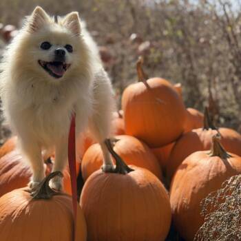 Polard -  Pomeranian Dog for Adoption in Toronto, Ontario - Polard | PetCurious