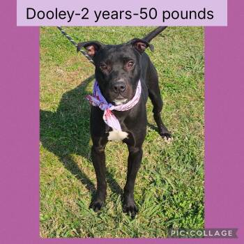 Mixed Breed Dogs Available for Adoption - Dooley | PetCurious