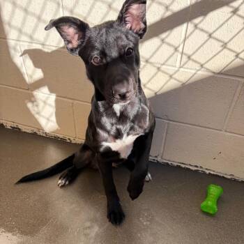Venus -  Dutch Shepherd Dog for Adoption in Reno, Nevada - Venus | PetCurious