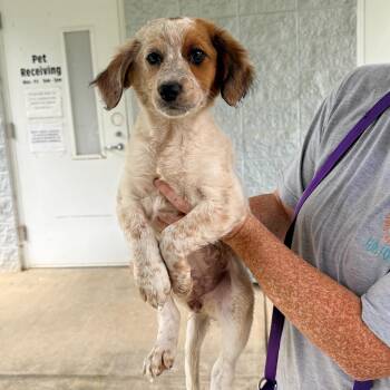 Paisley -  Spaniel Dog for Adoption in Chicago, Illinois - Paisley | PetCurious
