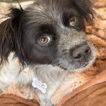 June -  Cavalier King Charles Spaniel and Chihuahua Dog for Adoption in Redondo Beach, California - June | PetCurious
